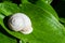 White snail on a green leaf 1