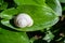 White snail on a green leaf 2