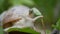 White snail on a green leaf of grass