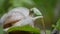 White snail on a green leaf of grass