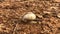 White snail moves over a dry stick on a muddy surface with dry leaves around