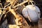 A white snail shell lies hidden in brown dry leaves in sunset light