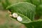 White snail shells on green horseradish leaf in the garden