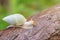 White snail in tropical forest
