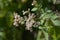 White snakeroot