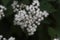 White snakeroot Ageratina altissima flowers.