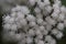 White snakeroot Ageratina altissima flowers.