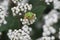 White snakeroot Ageratina altissima flowers.