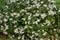 White snakeroot Ageratina altissima flowers.