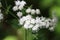 White Snakeroot Flower