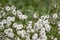 White snakeroot wildflowers