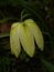 White Snakeshead Fritillary Flower