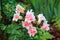 White Snapdragon or Antirrhinum. Close up snap dragon flower in garden as colorful background or card. Snapdragon has been known s