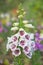 White snapdragon flower