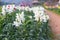 White Snapdragon flower in the garden