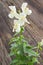 White Snapdragon flower on wooden background