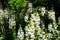 White snapdragon plants in full bloom