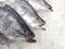 White snapper fish, raw fresh white snapper frozen in supermarket selective focus