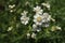 White `Sneezewort` flowers - Achillea Ptarmica