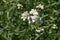 White `Sneezewort` flowers - Achillea Ptarmica