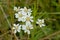 White sneezewort flowers in a field