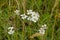 White sneezewort flowers in a field