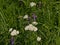 White sneezewort and purple vetch flowers in a field