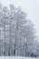 White Snow Covered Aspen - Canadian Landscapes