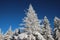 White Snow-Covered Fir Trees