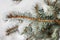 White snow covered pine tree branches that look like millipedes