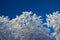 White Snow-Covered Trees