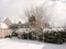 White snow covering back garden hedge tree