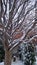 White snow on dark leafless tree branches