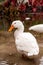 White snow goose Anser caerulescens wades in a pond