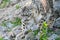White snow leopard or Irbis (Panthera unciaWatching out and going for pray in Himalaya