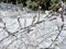 White snow lies on a dry dark bush