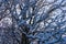 White Snow and Rime Covering Tree Branches