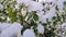 White snow on variegated green cream leaves