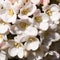 White snowball flowers in close view