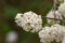 White Snowball Flowers - viburnum carlesii