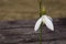 White snowbell closeup on blurred background, empty space, clear simplicity spring mood