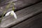 White snowbell closeup on wooden grey background, empty space, clear simplicity spring mood