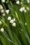 White snowbell flowers