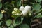 White snowberry, waxberry, ghostberry, Symphoricarpos