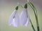 White snowdrop