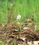 White snowdrop.