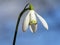 White snowdrop