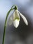 White snowdrop