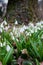 White snowdrop