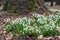 White snowdrop